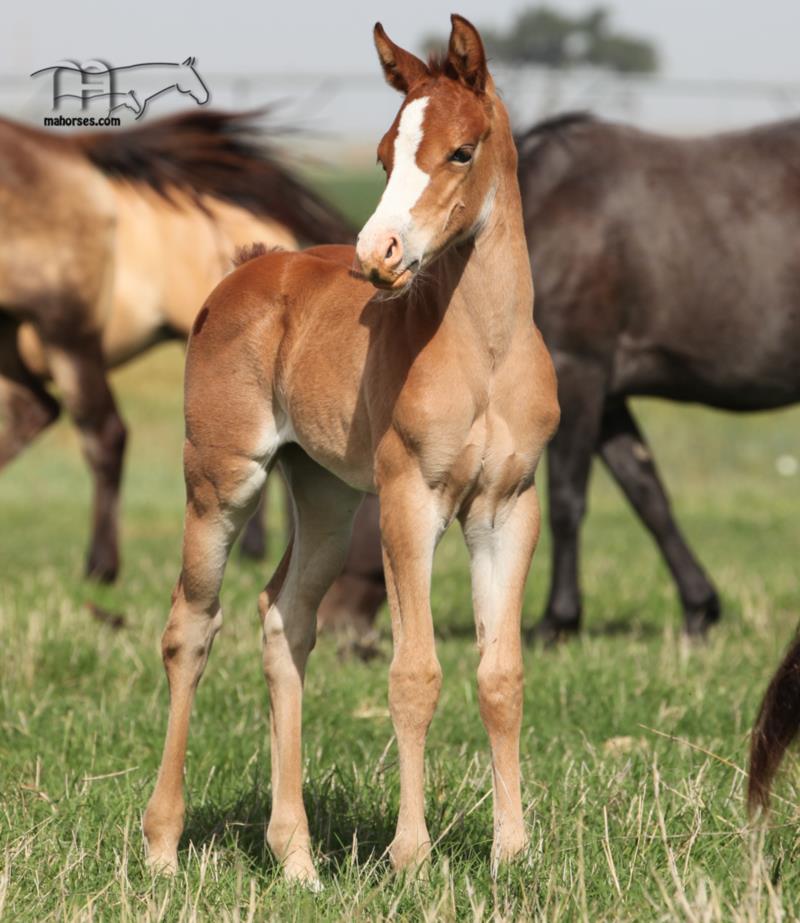 Hancocks Rain Bonnet's 2025 red filly